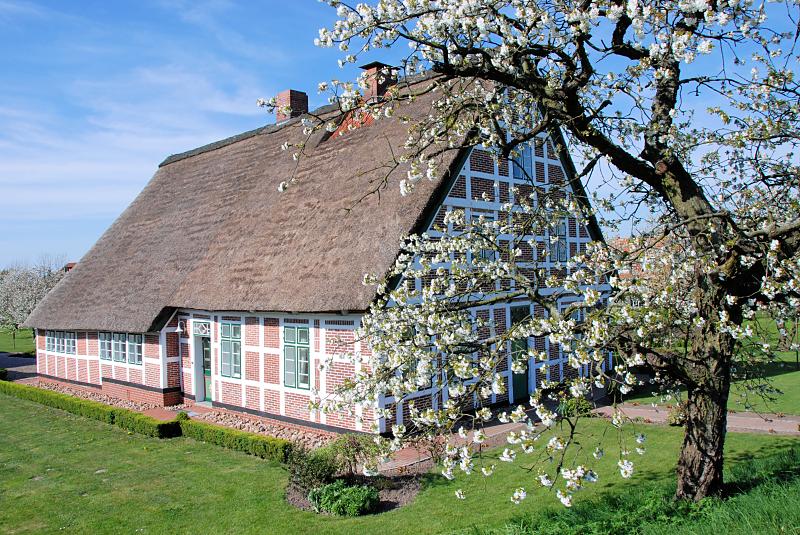 2620_1807 Bauernhaus mit Reetdach - blühender Kirschbaum. | Fruehlingsfotos aus der Hansestadt Hamburg; Vol. 2